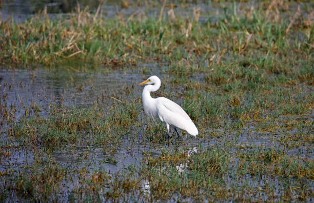 istock Intermediate egret fishing in a lake 1944984581