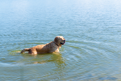 Dog Labrador Retriever standing in the lake in summer day.funny golden labrador retriever playing in the water on a sunny day.Side view,Copy space.