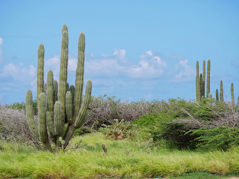 Aruba nature landscape with huge cactus