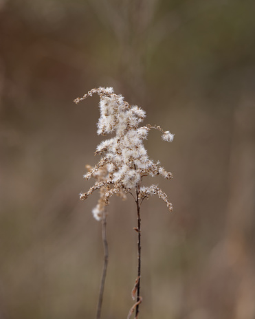 The weeds around the house that grow wild are photographed with a blurry background to stand out.