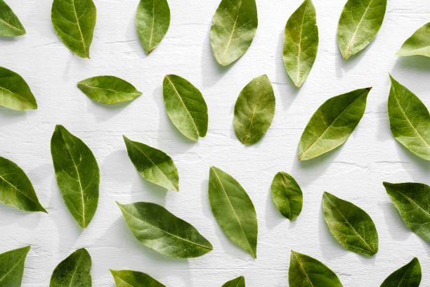 istock Green bay leaves on white wood background 1945022841