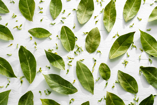Green bay leaves on white wood background