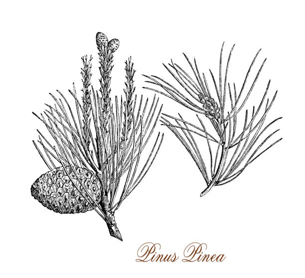 illustrazioni stock, clip art, cartoni animati e icone di tendenza di stone pine, botanical vintage engraving - pino domestico