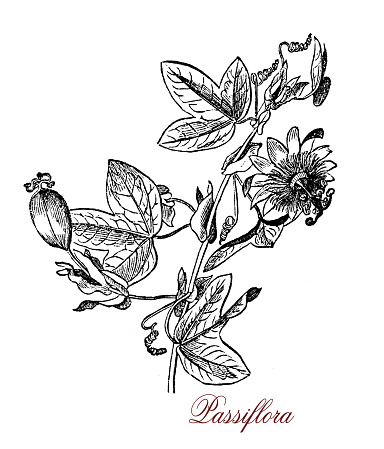 Vintage engraving of passiflora or passion flower cultivated as crop for the passionfruits and for the beautiful flowers
