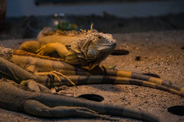 Green Iguana on branch
