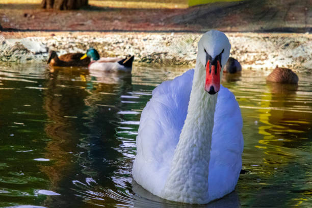 Geese swimming in a small pond, Denizli, Turkey
