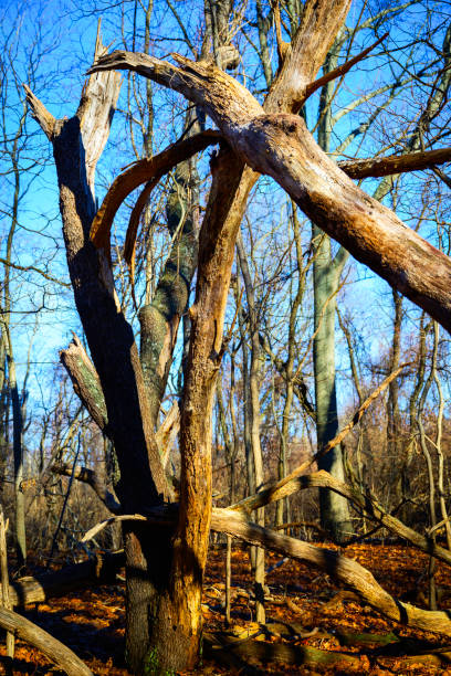 an unusual tree growth