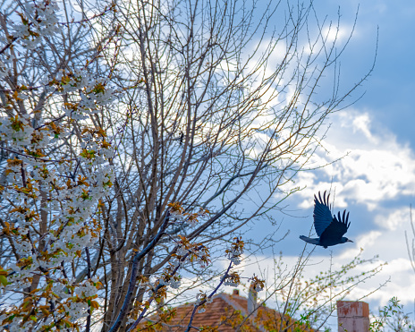 A lone crow flies away from the branch it landed on, Usak