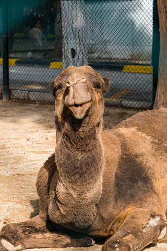 A brown camel in a zoo, Usak