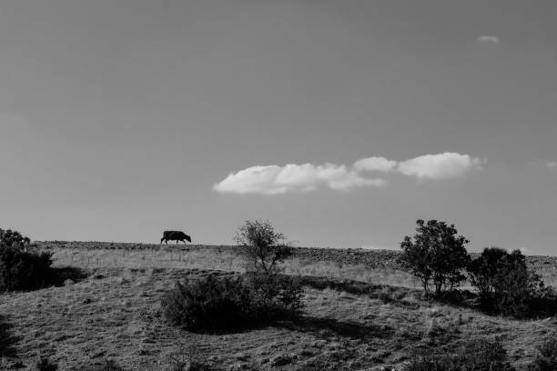 istock A lonely cow walks alone in nature 1945058605