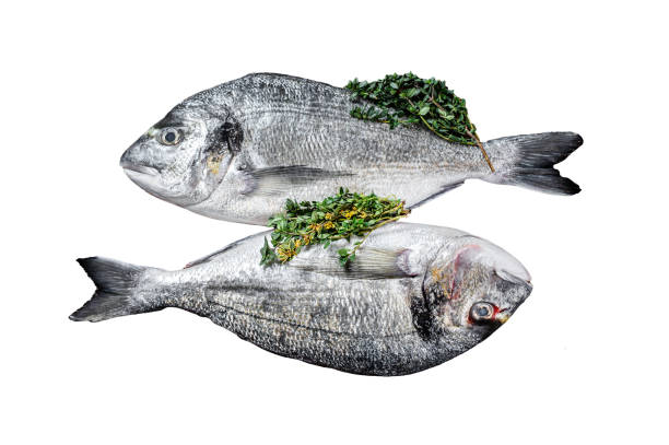 Raw Sea bream fish  Isolated on white background, Top view