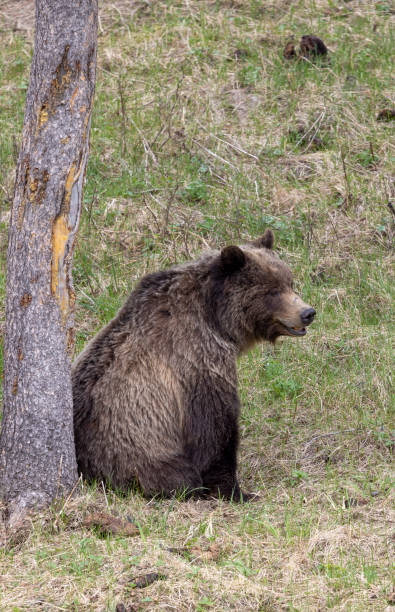 istock Grizzly Bear in Spring in Yellowstone National Park 1945065475