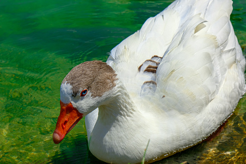 Geese swimming in a small pond, Denizli, Turkey