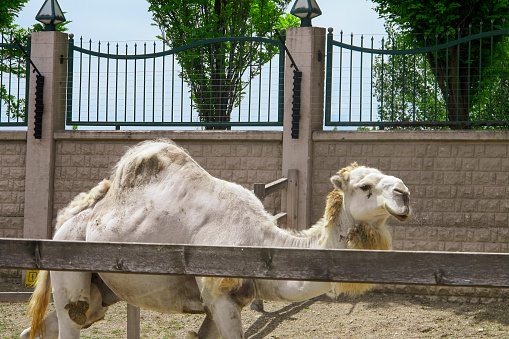 A white camel in a zoo, Usak