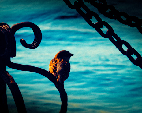 A lonely sparrow watches the sea, Istanbul