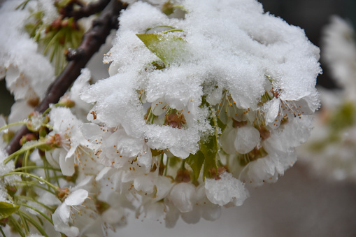 Concept of bad weather condition, frost and agriculture disaster. Damage to the orchard