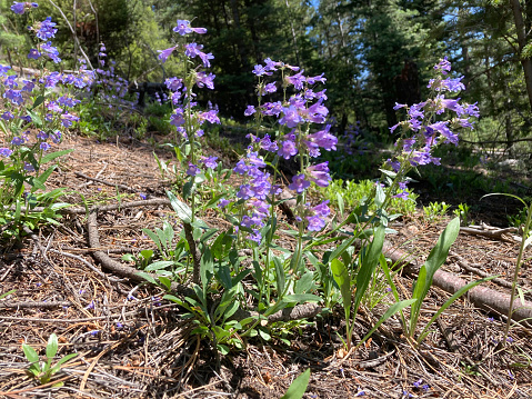 Delicate blue violet littleflower penstemon wildflowers grow in the Rocky Mountains of Colorado, in the Western United States of America.