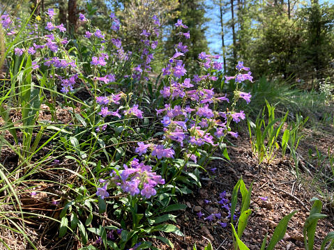 Delicate blue violet littleflower penstemon wildflowers grow in the Rocky Mountains of Colorado, in the Western United States of America.