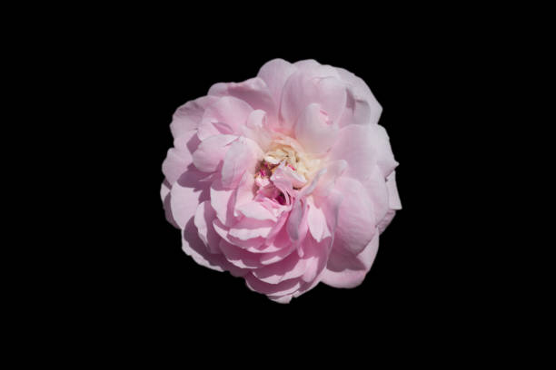 istock beautiful pink rose blossom 1945084624
