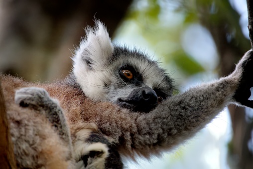 Ring-tailed lemur pup with parent up a tree, where else would you look to find them.