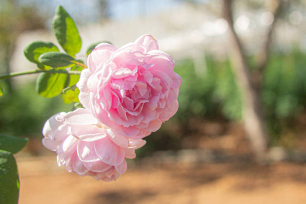 beautiful pink rose blossom