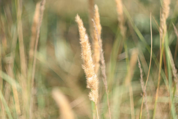 Grass field background, selective focus. Sedge landscape for publication, poster, calendar, post, screensaver, wallpaper, postcard, banner, cover. High quality photography