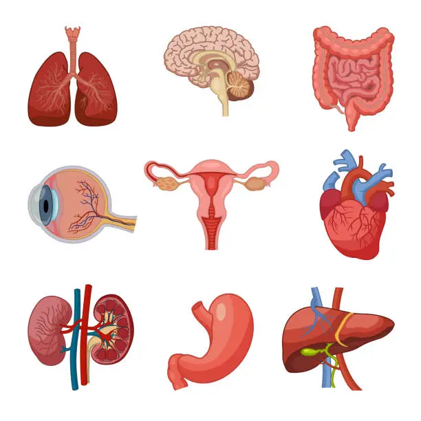 Vector illustration of Human Organs Anatomy Set. Vector Illustration of Lungs, Human Brain, Intestines, Eyes, Heart, Kidneys, Liver, Stomach and Female Reproductive System