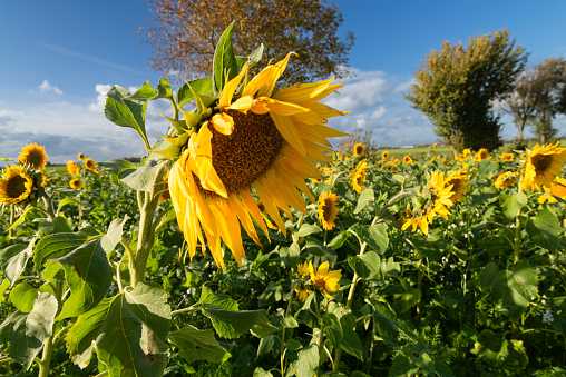 Beautiful sunflower field in October