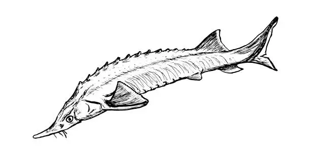 Vector illustration of Fish sterlet sketch isolated on white background. Drawing of freshwater fish sturgeon. Dish for fish restaurant, menu design.