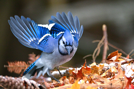 Autumn scene of a Blue Jay bird landing on fallen leaves with wings spread