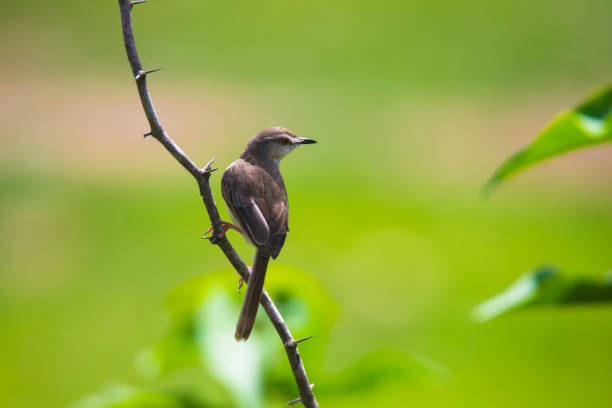 Plain prinia bird sitting on a twig - Little bird