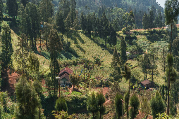 istock Landscape view of tropical forest nature 1945110945