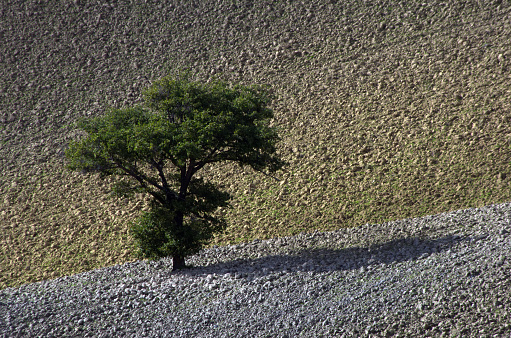 lonely oak in a plowed field