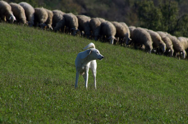 grazing sheep and a guard dog