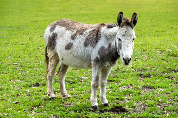 istock Donkey, brown-white male in meadow, Netherlands 1945129922