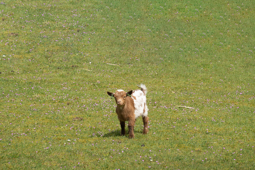 Portrait of brown-white young little dwarf goat in meadow, Netherlands