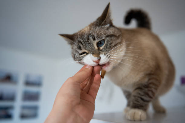 istock Siamese cat plat with treat on a shelf in white room 1945133609