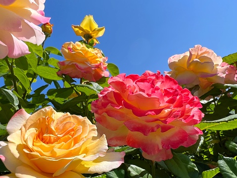 Beautiful rose flowers in the summer garden.