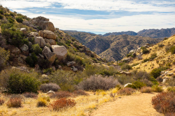 San Bernardino National Forest Views