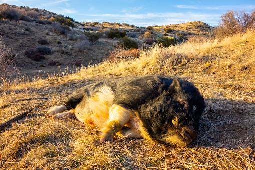 Pig lying on the ground in Apple Valley, California