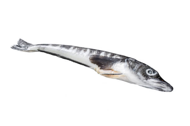 Ice Fish Color 180+ Icefish Stock Photos, Pictures & Royalty-Free Images - iStock