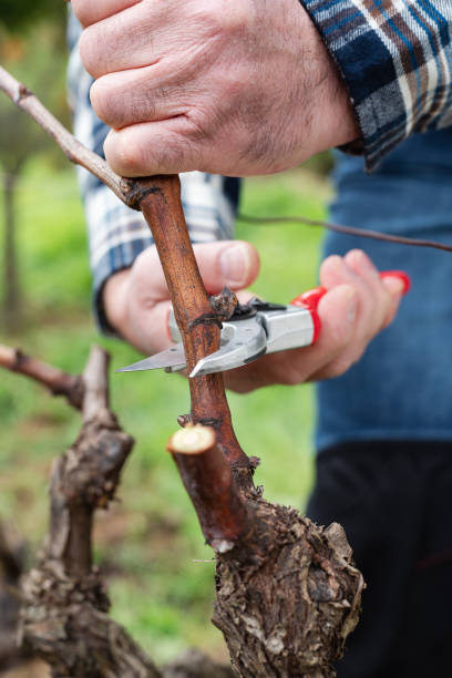 istock Farmer pruning the vine in winter. Agriculture. 1945154957