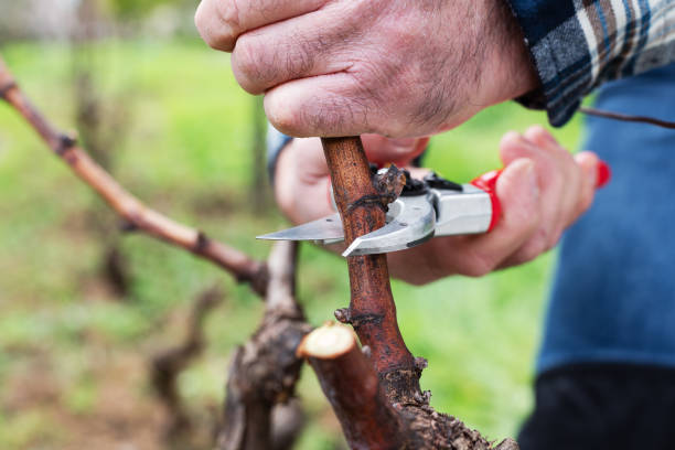 istock Farmer pruning the vine in winter. Agriculture. 1945154960
