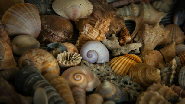 istock Collage, still life and compilation of various seashells. As an image or background 1945160421