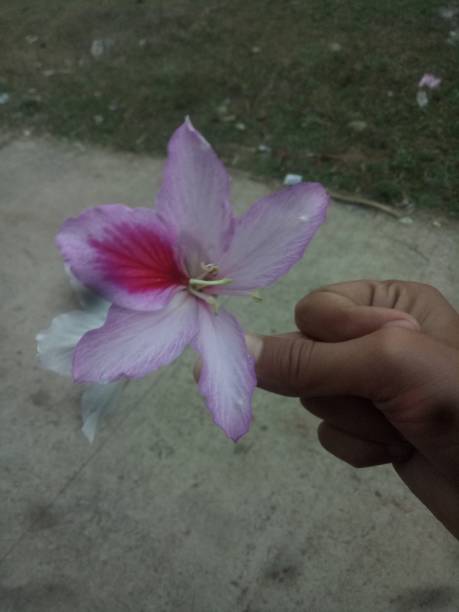 The purple flower view in a man’s hand