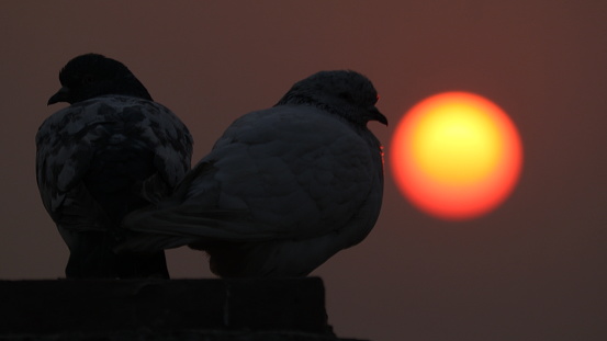 Pigeons in The Silhouette. Beautiful Sunset View With Birds. Birds Resting in The Evening.