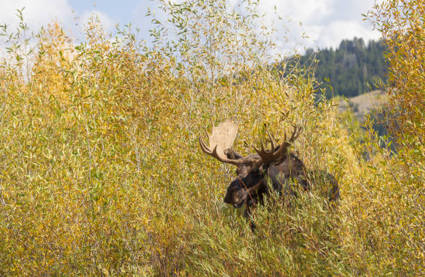 a bull shiras moose during the rut in Wyoming in autumn