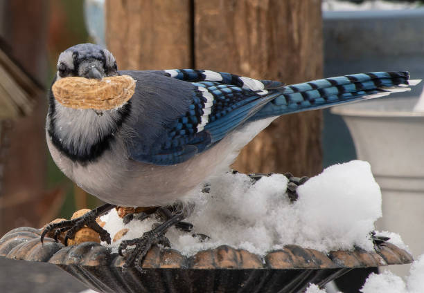 istock A Bluejay in the snow with a peanut 1945206813