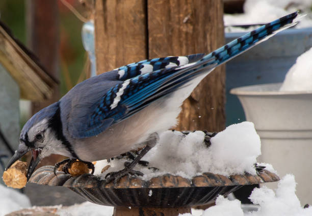 istock A Bluejay in the snow with a peanut 1945206817
