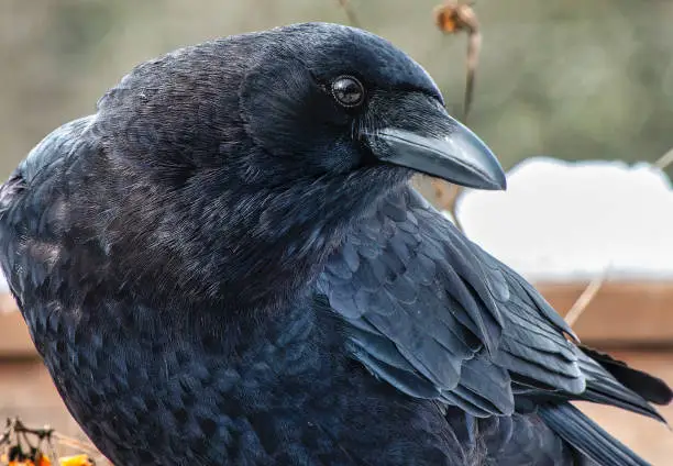 Photo of A large black bird arrives on the snowy deck